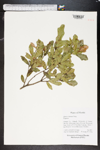 Quercus chapmanii image