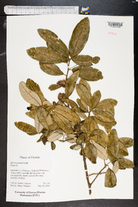 Quercus geminata image