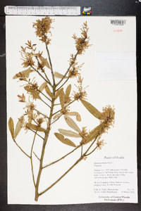 Quercus geminata image