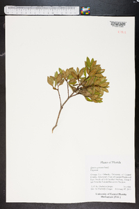 Quercus geminata image