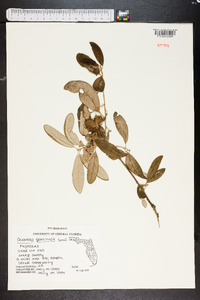 Quercus geminata image