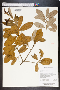 Quercus geminata image