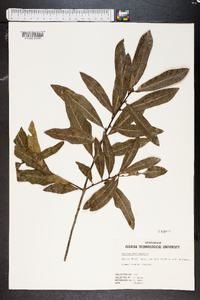 Quercus hemisphaerica image