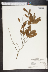 Quercus hemisphaerica image