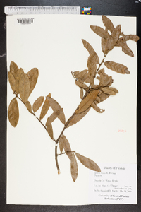 Quercus incana image