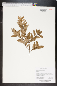 Quercus incana image