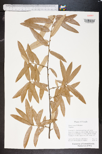 Quercus incana image