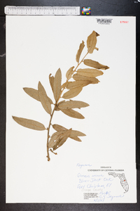 Quercus incana image