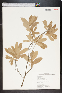 Quercus incana image