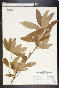 Quercus incana image