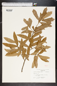 Quercus incana image