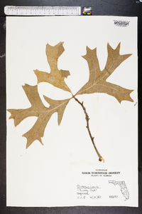 Quercus laevis image