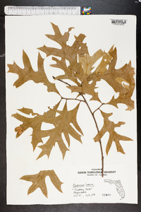 Quercus laevis image