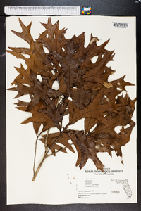 Quercus laevis image