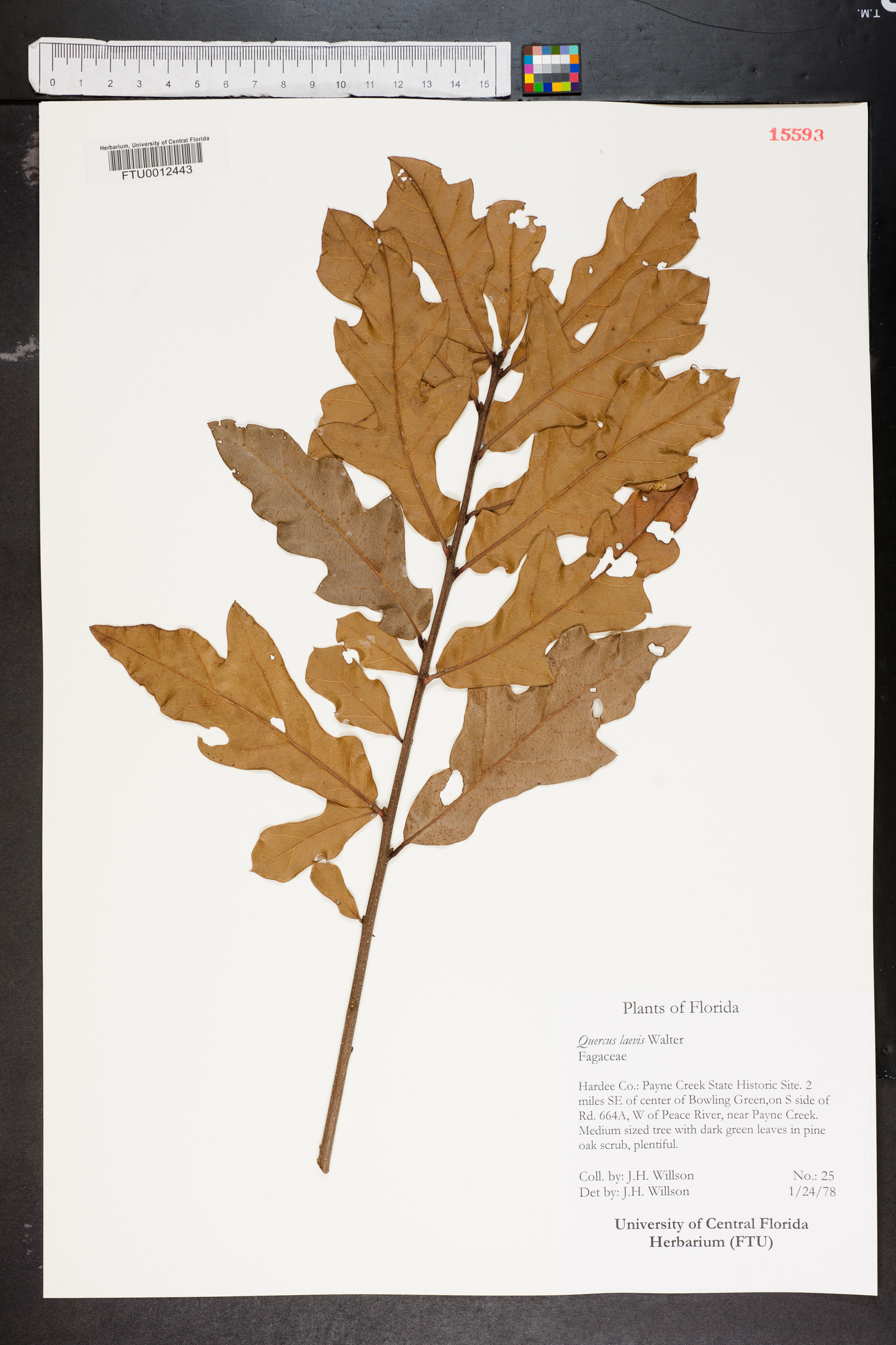 Quercus laevis image
