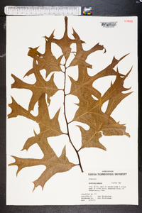 Quercus laevis image