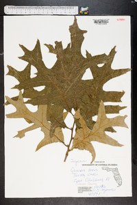 Quercus laevis image