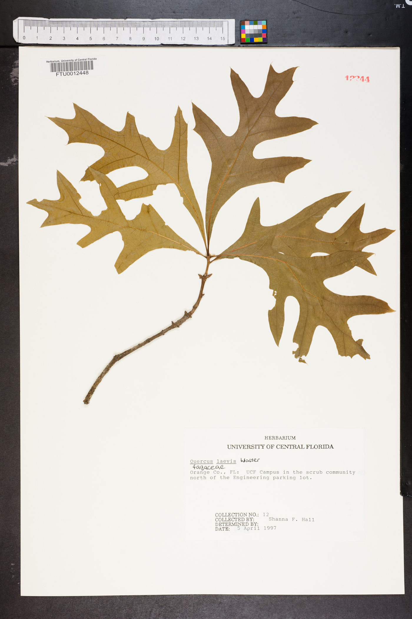 Quercus laevis image