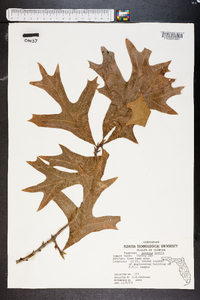 Quercus laevis image