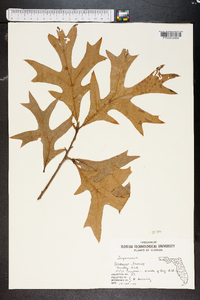 Quercus laevis image