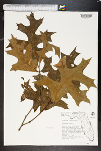 Quercus laevis image