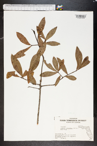 Quercus laurifolia image