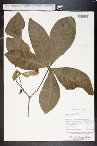 Quercus laurifolia image