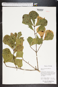 Quercus laurifolia image