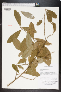 Quercus laurifolia image