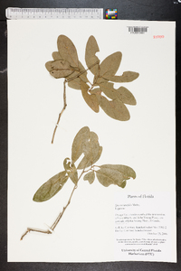 Quercus laurifolia image