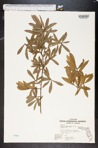 Quercus laurifolia image