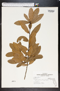 Quercus laurifolia image