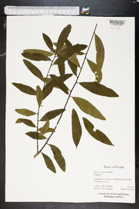 Quercus laurifolia image