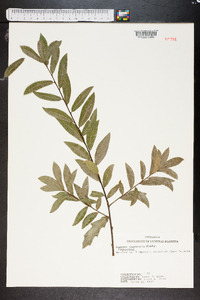 Quercus laurifolia image