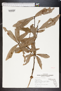 Quercus laurifolia image