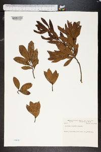 Quercus laurifolia image