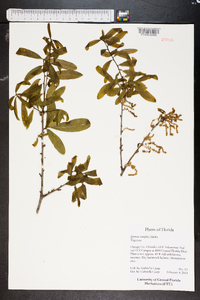 Quercus laurifolia image