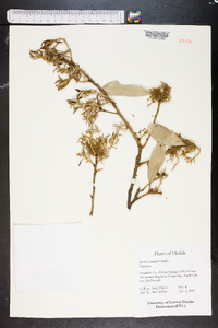 Quercus laurifolia image