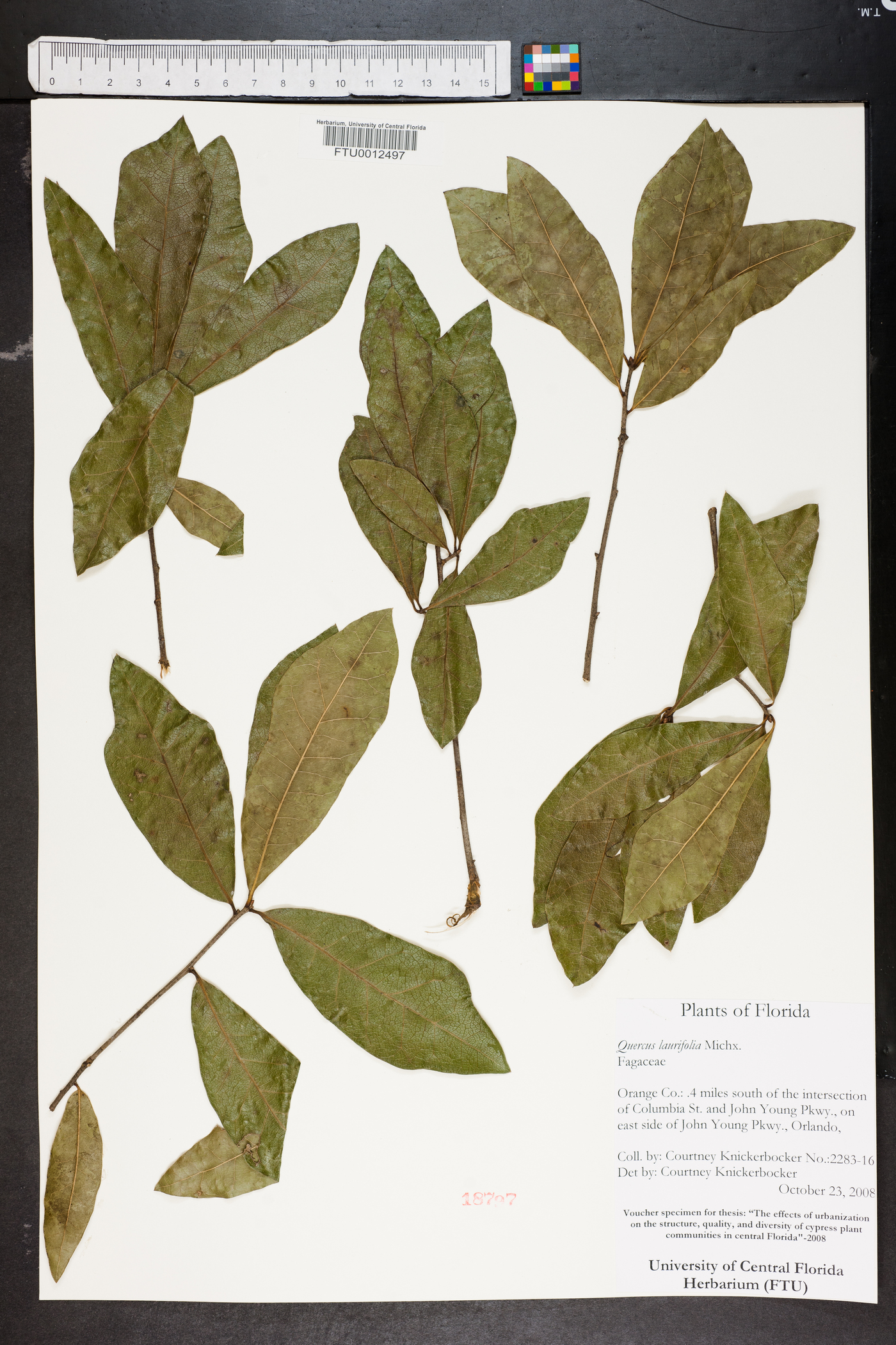 Quercus laurifolia image