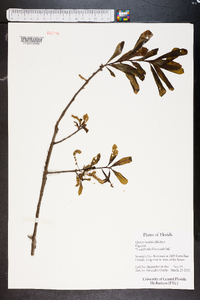 Quercus laurifolia image