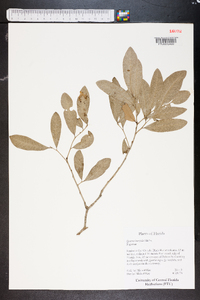 Quercus laurifolia image