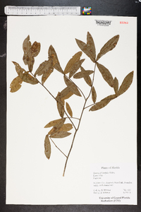 Quercus laurifolia image