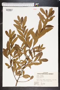 Quercus laurifolia image