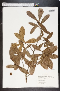 Quercus laurifolia image