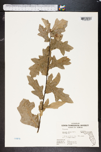 Quercus lyrata image