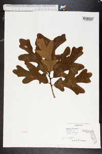 Quercus margarettiae image