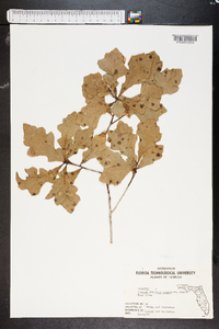 Quercus margarettiae image