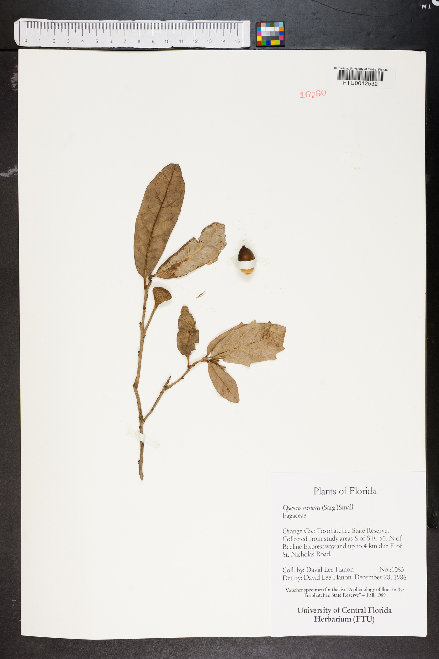 Quercus minima image