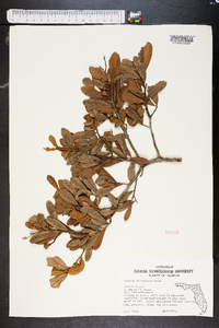 Quercus minima image