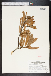 Quercus minima image